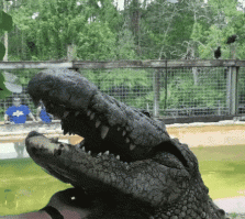 доброе слово и крокодиле приятно