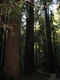 Поторопился автор - нужно было подумать больше. А так получилось довольно бессвязно и скучно - из интересной темы.

И - это всё тоже не в лесу росло? Или сильно моложе двухсот лет? Там, вообще-то, веков по пять каждому.