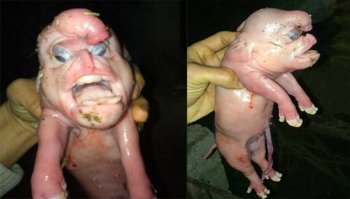 Фермер шалил со свинкой?