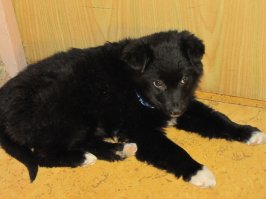 Из любопытства онли. 
Какого размера будет этот щен, если на момент фото ему 2,5 мес? Есть предположения какой метис?