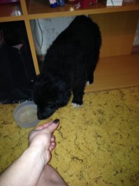 Из любопытства онли. 
Какого размера будет этот щен, если на момент фото ему 2,5 мес? Есть предположения какой метис?