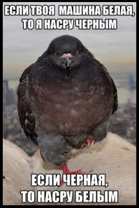 Необычные голуби со всего света