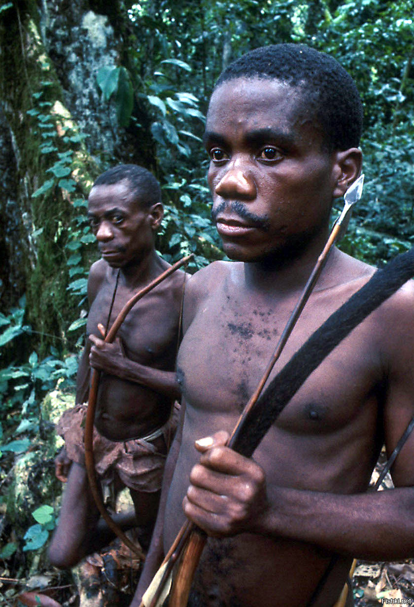 Tribe diamond. Пигмеи народ Африки. Пигмеи Конго.