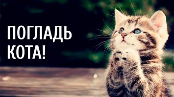 Манул загрыз троих грабителей