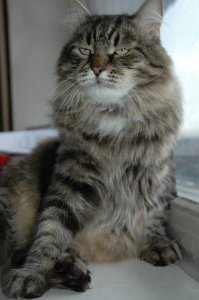 Не манул конечно, а Манюня. Побольше будет манула, раза в полтора. Но блин, я таких трусливых созданий еще в жизни не видал))