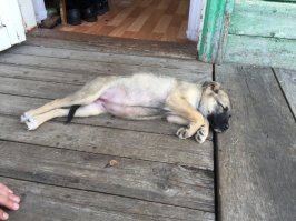 Мы с кумом в эту пятницу нашли на помойке и приютили такую животинку в загородный дом:
