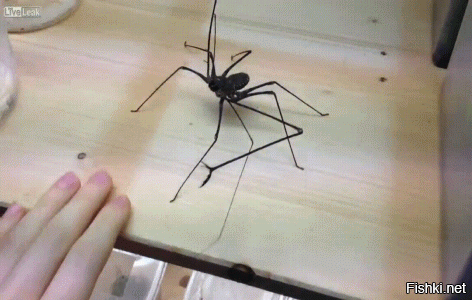 Увлекательная игра с пауком.