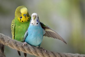 Прекрасные птицы от прекрасных фотографов