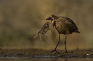 Прекрасные птицы от прекрасных фотографов