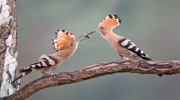 Прекрасные птицы от прекрасных фотографов