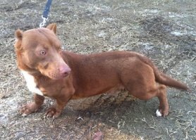 ну и славненько. потому, что когда вырастает например такое - сами хозяева начинают ночевать на коврике в углу. так что Вам повезло.