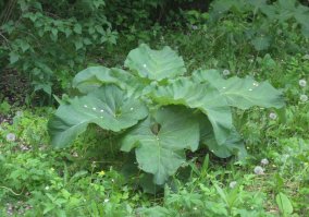 Мать-природа.