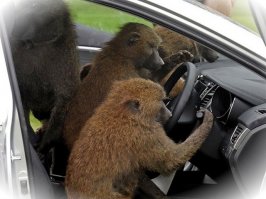 Бабы в автосалоне.