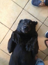 «Дайте мне самого несчастного и ненужного пса!», — попросила девочка