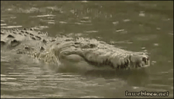Крокодил gif. Крокодил анимация. Гребнистый крокодил гифка.