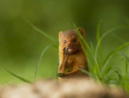 Конец одного бабника