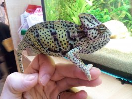 Молодчина!!!! Достойная работа, навела меня на идею по переделке своего террариума.
В моем варианте увеличу боковые стекла и там будут мои хамелеоны :)