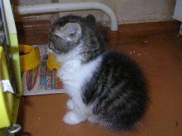 Автор молодец, что приютил эту мелочь! НО!!! Судя по фоткам, котенку уже около месяца. Может даже чуть больше. У меня сейчас живет такая же подобрашка, ей 3 года. Выглядела как на фото, ваш кстати на нее очень похож. Ветеринар сказал, что ей недель 6. Так вот, ваш котэ просто ленится жрать самостоятельно. Если есть зубы, то котенок может уже кушать не из соски. Моя тоже сначала не понимала что это перед ней поставили, а через пару часов уже лопала молоко и детское мясное пюре. Так что не балуйте сильно! И удачи в воспитании!