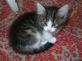 Автор молодец, что приютил эту мелочь! НО!!! Судя по фоткам, котенку уже около месяца. Может даже чуть больше. У меня сейчас живет такая же подобрашка, ей 3 года. Выглядела как на фото, ваш кстати на нее очень похож. Ветеринар сказал, что ей недель 6. Так вот, ваш котэ просто ленится жрать самостоятельно. Если есть зубы, то котенок может уже кушать не из соски. Моя тоже сначала не понимала что это перед ней поставили, а через пару часов уже лопала молоко и детское мясное пюре. Так что не балуйте сильно! И удачи в воспитании!