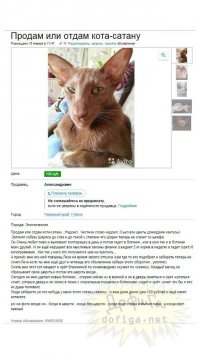 Манул загрыз троих грабителей