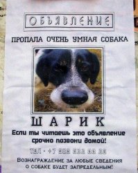 А как собаки, диагностирующие рак, сообщают о результатах диагностики?