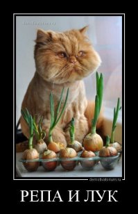 Луковые страсти