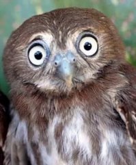 Они скажут, что во всем виноват Т9, но мы-то знаем правду