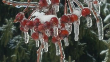 После "ледяного дождя" (когда днём чуть выше нуля и дождь, а ночью ударяет мороз):