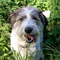 Вот чепушило, тоже из приюта. Выкинули зимой на снег в мешке пятерых слепышей, всю ночь в мешке промерзли, пока их не нашли, как не померли - вообще не понятно. Темноты до сих пор боится...