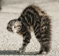 Известные люди, доигравшиеся с ботоксом