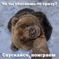 На Аляске медведь гризли напал на машину с туристами