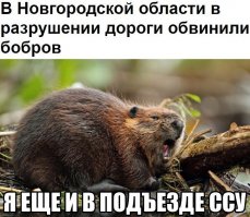 Точно! Во всем мотоциклисты виноваты! Они дороги портят, ну еще и бобры конечно!