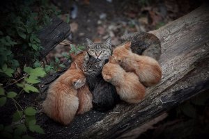 Их оставили на улице...но они не сдались