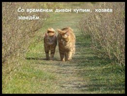 Кошачья жизнь - все как у людей