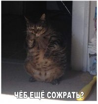 Кошачья жизнь - все как у людей