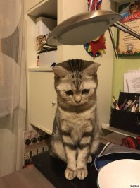 Ребенок написал трогательное послание на игрушке, которую ему не смогла купить мама