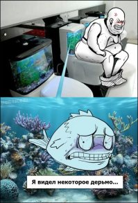 Куда цари пешком ходят?