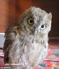 про совочку-сплюшечку забыли