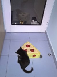 Когда в доме появился замечательный сосед :)