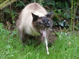 Первый канал поплатился за программы с Шурыгиной