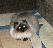 ;-)... "сильная, независимая" (можно-ли быть в  современном мире независимым?)
Сильная? Да... и потому что  львица в том числе, и потому что жизнь  закаляла-тестировала, это совсем  другая история...
А, и да  будет вам известно что в прайде правят львицы а не львы.
А без кота куда же? Без кота и жизнь не та )))