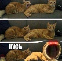 Кошачья жизнь - все как у людей