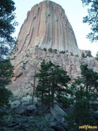 Гигантское дерево - чудо природы!