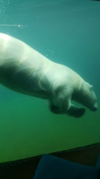 В Московском зоопарке