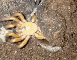 Вот тут я не в шутку занемог...