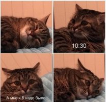 Кошачья жизнь - все как у людей