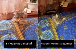 Кошачья жизнь - все как у людей