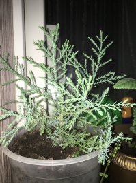 А вот секвойядендрон, который растет у меня дома. Возраст около полугода.