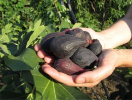 Обычный инжир, употребляют в свежем, сушёном и консервированном виде. Из свежих плодов варят варенье и джем.