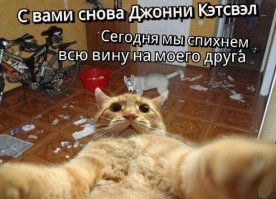 Кошачья жизнь - все как у людей